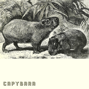 MikhailLezinCapybara