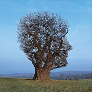 Pink Floyd Tree Of Half Life