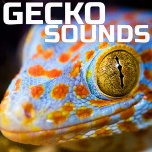 geckosounds