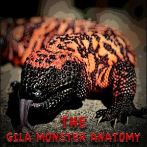 gilamonsteranatomyalfredjt