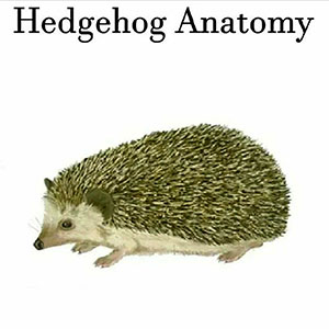 hedgehoganatomy