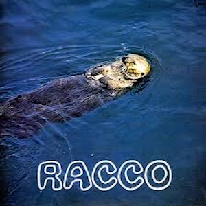 raccofurusawsaryojiro