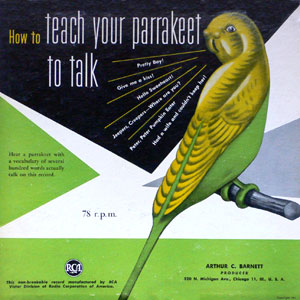 teach your parrakeet to talk