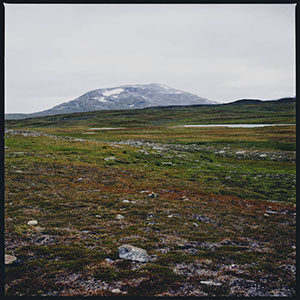 tundragidge