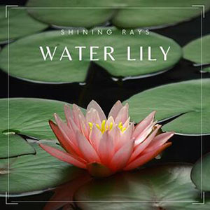 waterlilyshiningrays