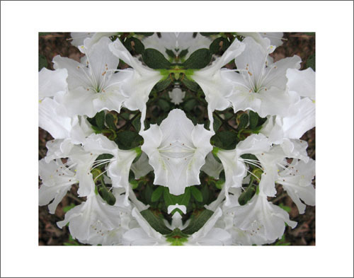 Photo by Phil Denslow - White Flowers 1