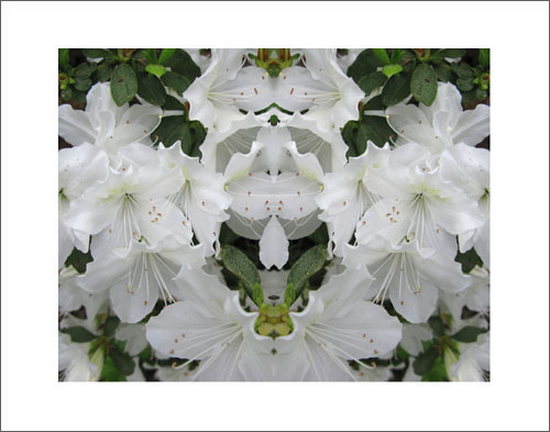 Photo by Phil Denslow - White Flowers 2